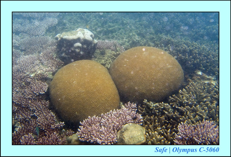 2006 - 07 - Tioman - Plongee Paya beach 06